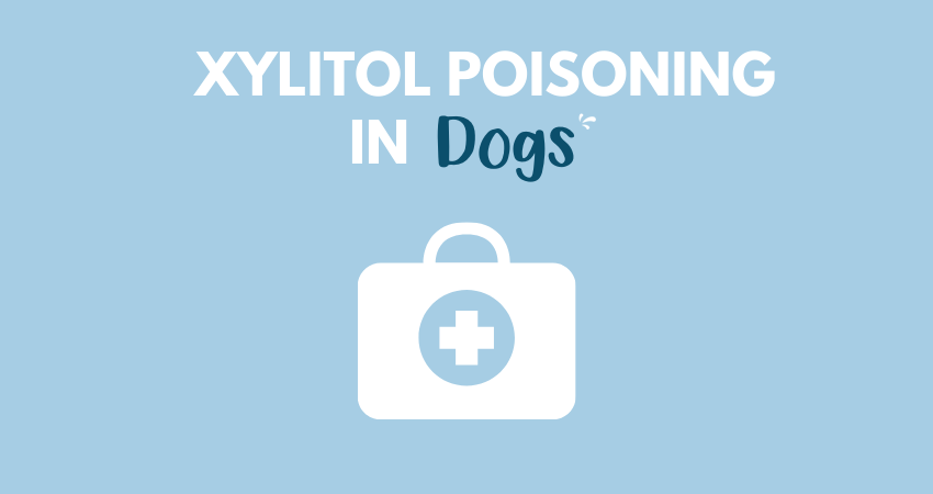 Facts About Xylitol Poisoning in Dogs