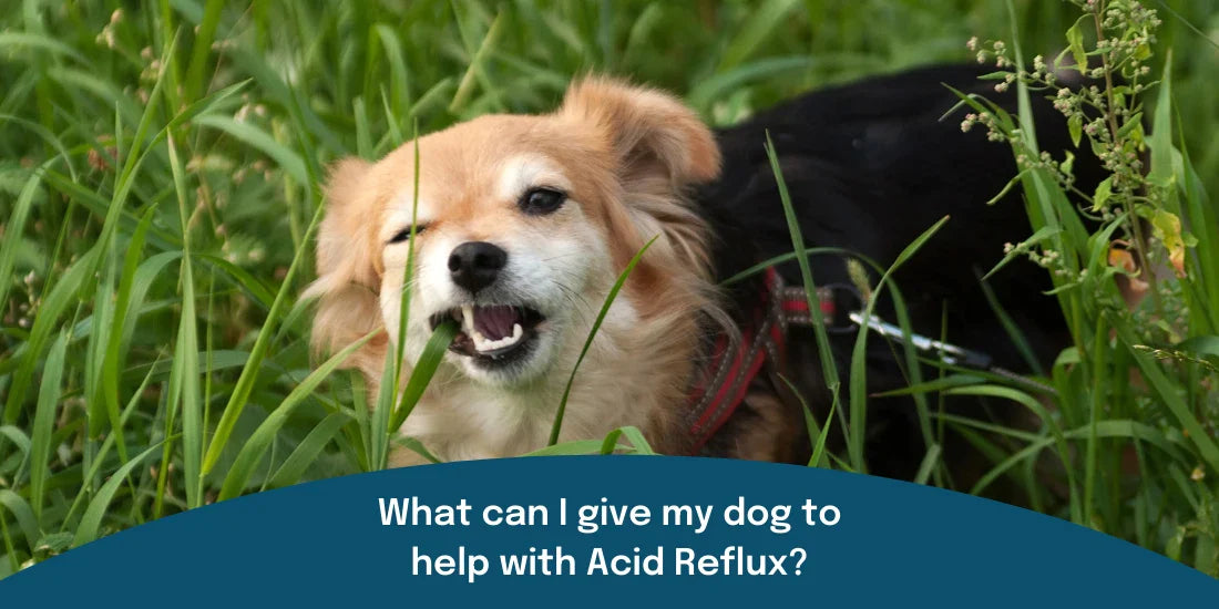 Dog eating grass to help with acid reflux