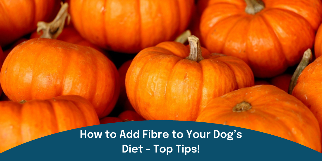 Pumpkins as a source of fibre for dogs