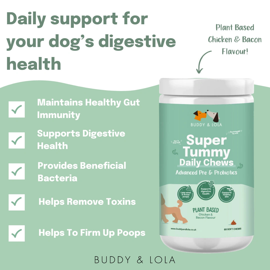 Probiotic chews for dogs