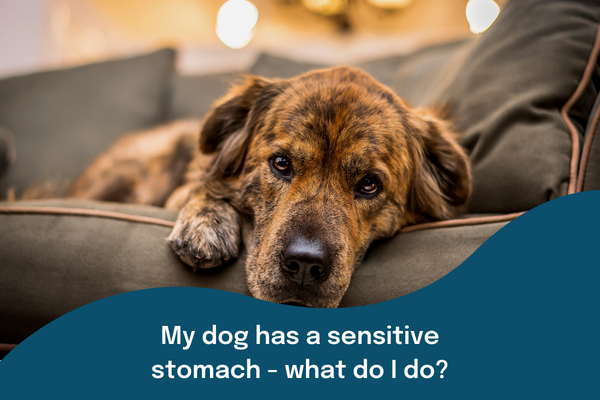 How to fix your dog’s sensitive stomach..
