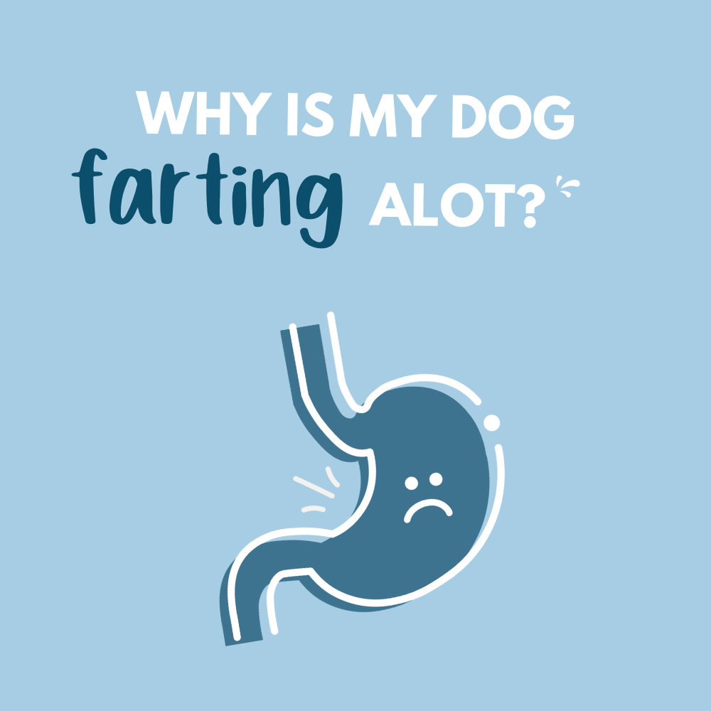 Why is my dog farting a lot?