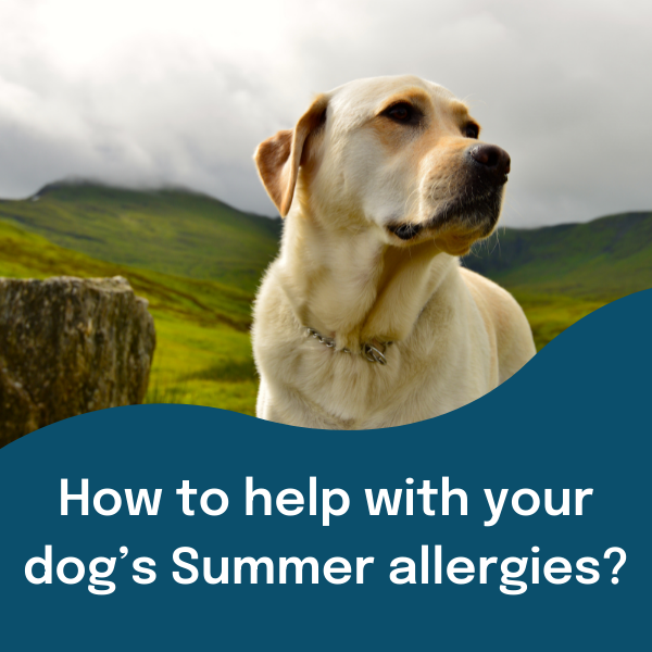 Does my dog have summer allergies?