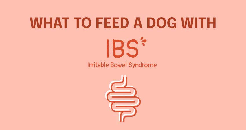 What to feed a dog with IBS