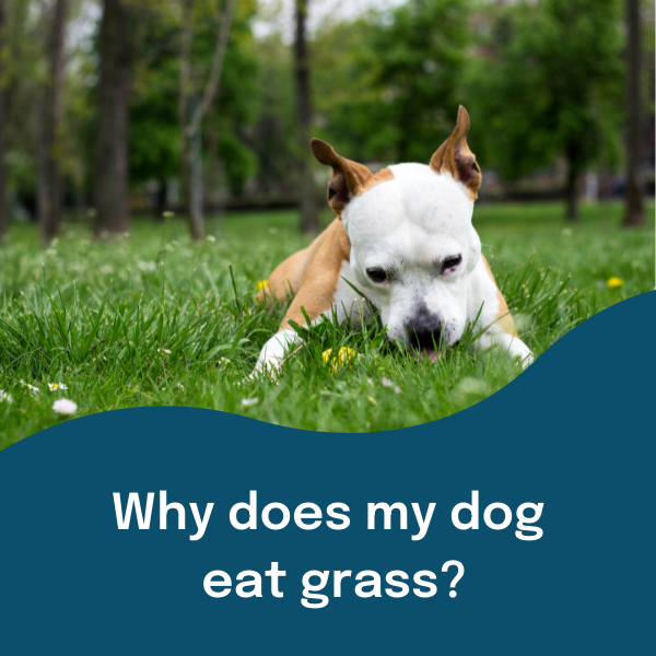 Why does my dog eat grass?