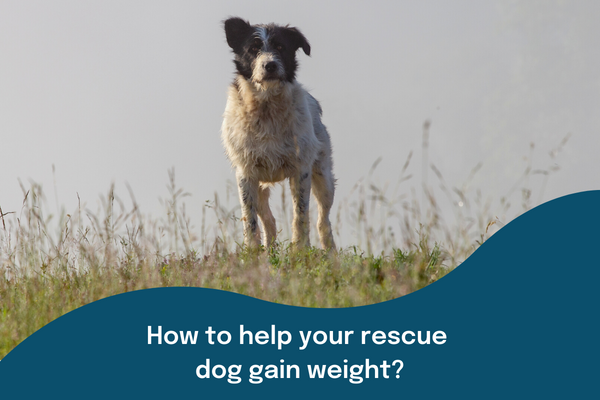 How to help your rescue dog gain weight?