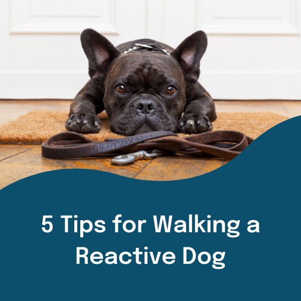 5 Tips for Walking a Reactive Dog