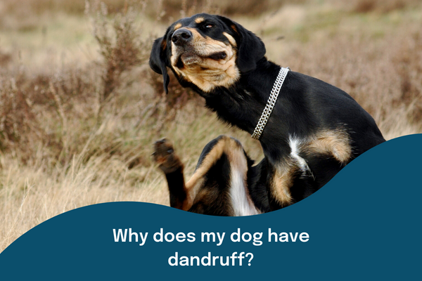 Why does my dog have dandruff?
