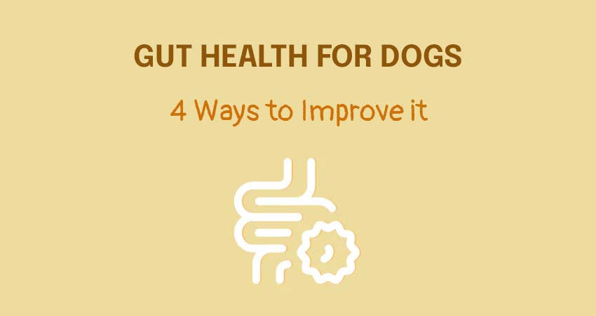 Gut Health for Dogs