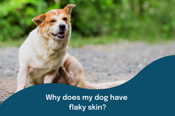 Why does my dog have flaky skin?