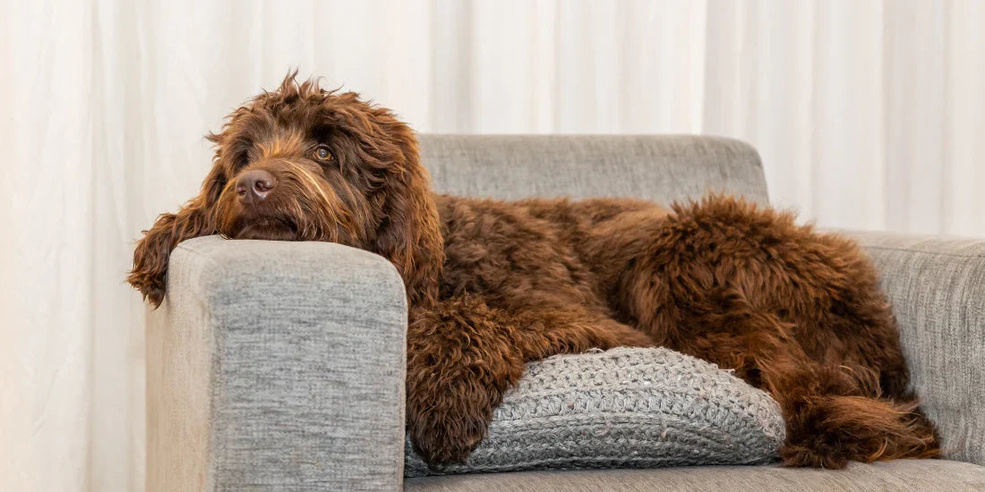 Dog sat on a sofa