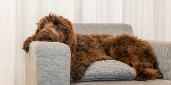 Dog sat on a sofa
