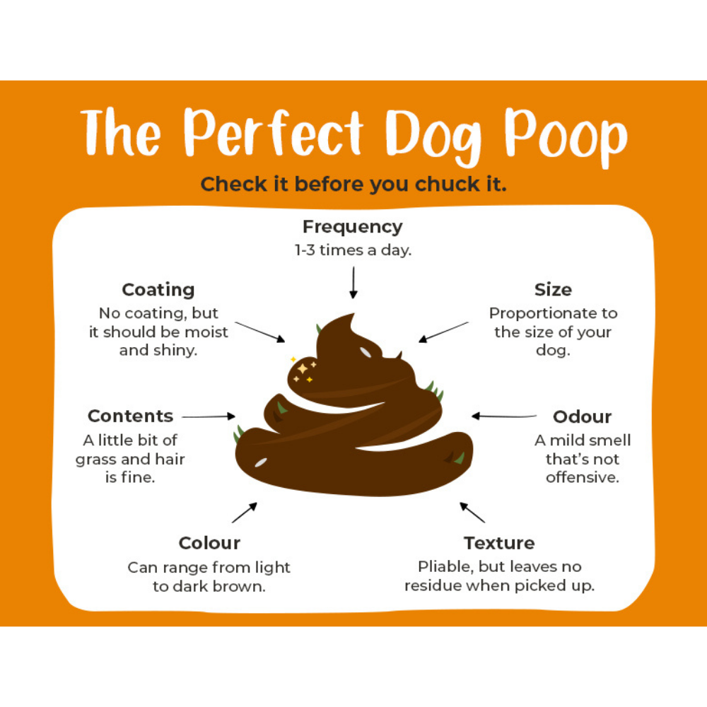 What should healthy poop look like?