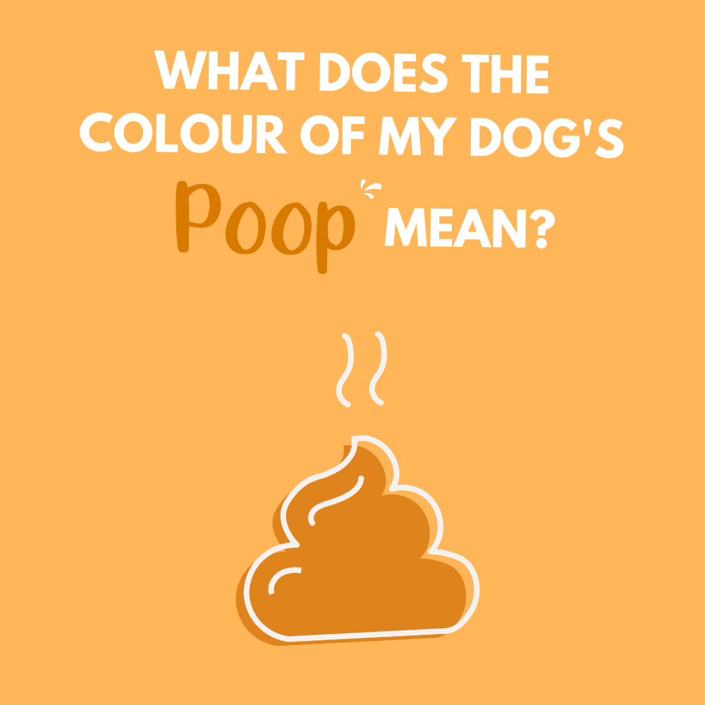 What Does The Colour Of Your Dog’s Poop Tell You?