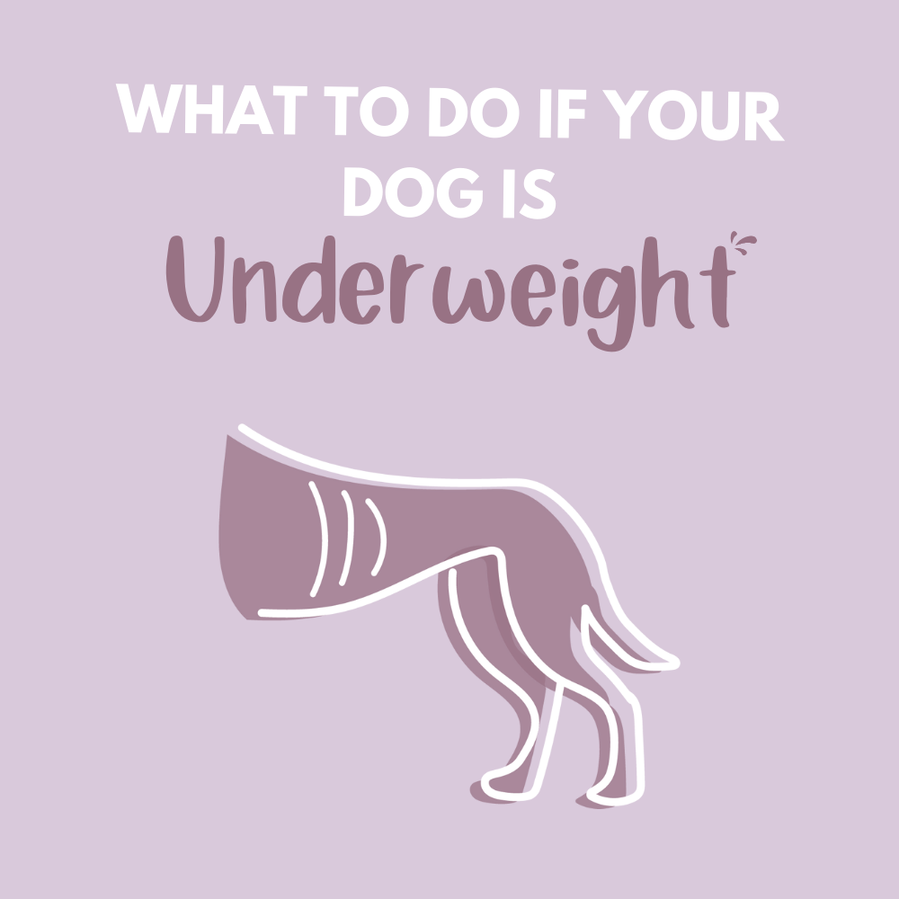 What to do if your dog is underweight…