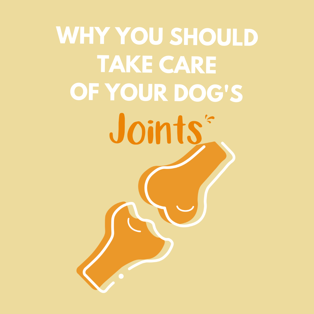 Why you should take care of your dog’s joints...