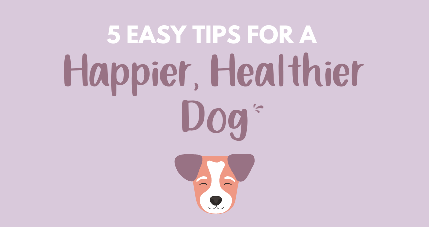 5 Easy Tips For A Happier, Healthier Dog