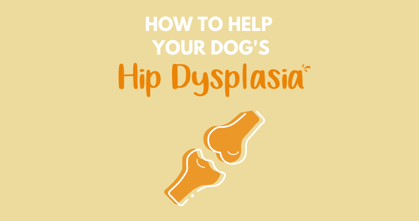 How to Help Your Dog's Hip Dysplasia