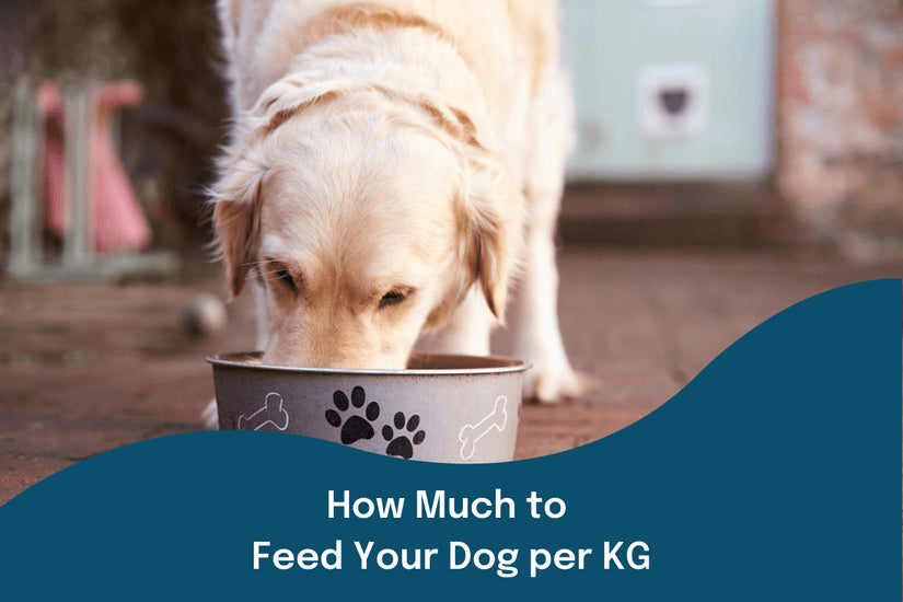 How Much to Feed Your Dog per KG