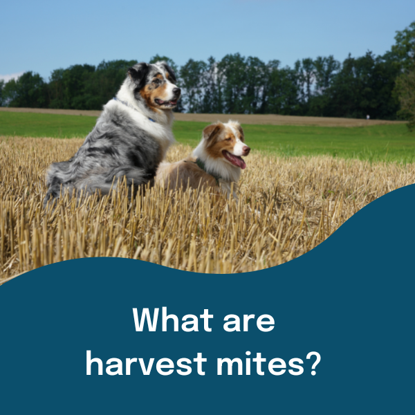Harvest Mites on Dogs - causes and what you can do