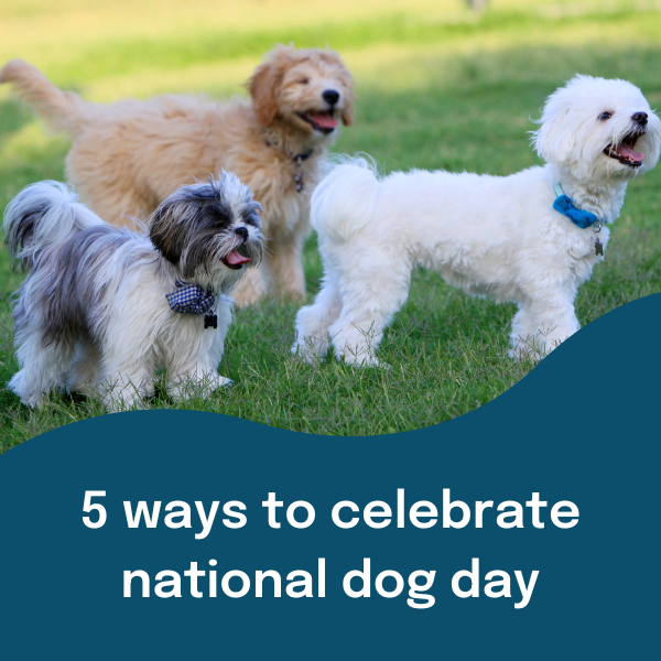 5 Ways to Celebrate National Dog Day