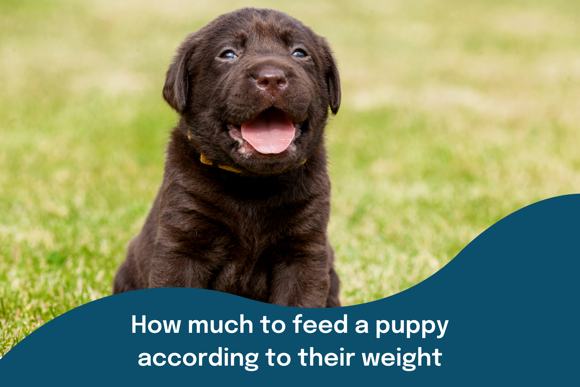 Young puppy looking happy with overlay text saying how much to feed a puppy according to their weight