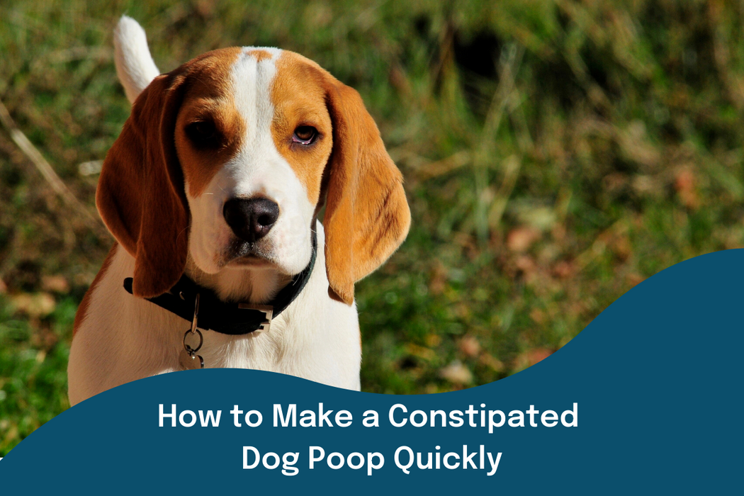 How to Make a Constipated Dog Poop Quickly
