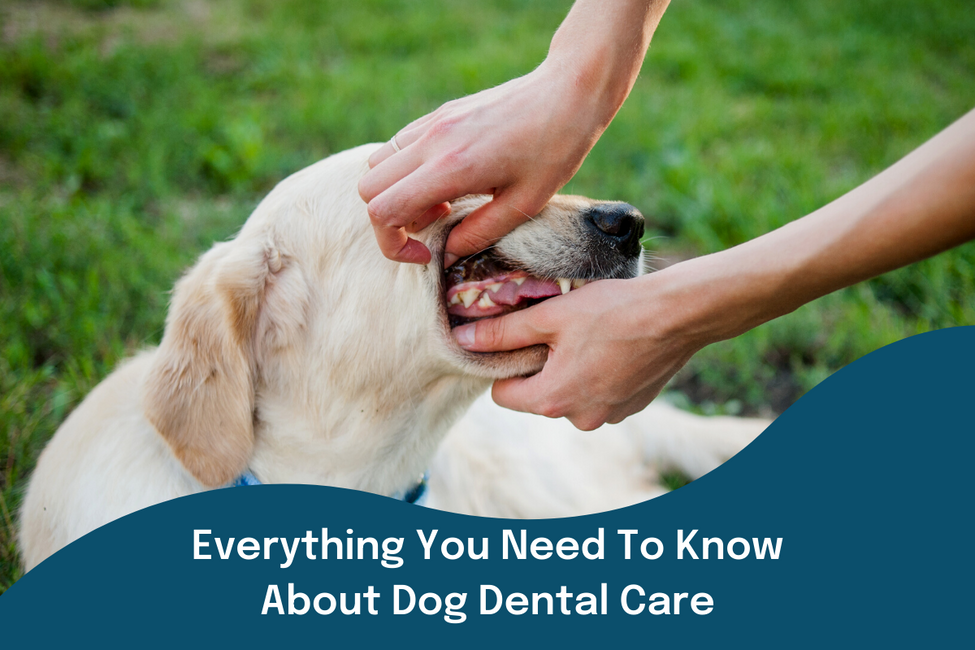 Everything You Need To Know About Dog Dental Care