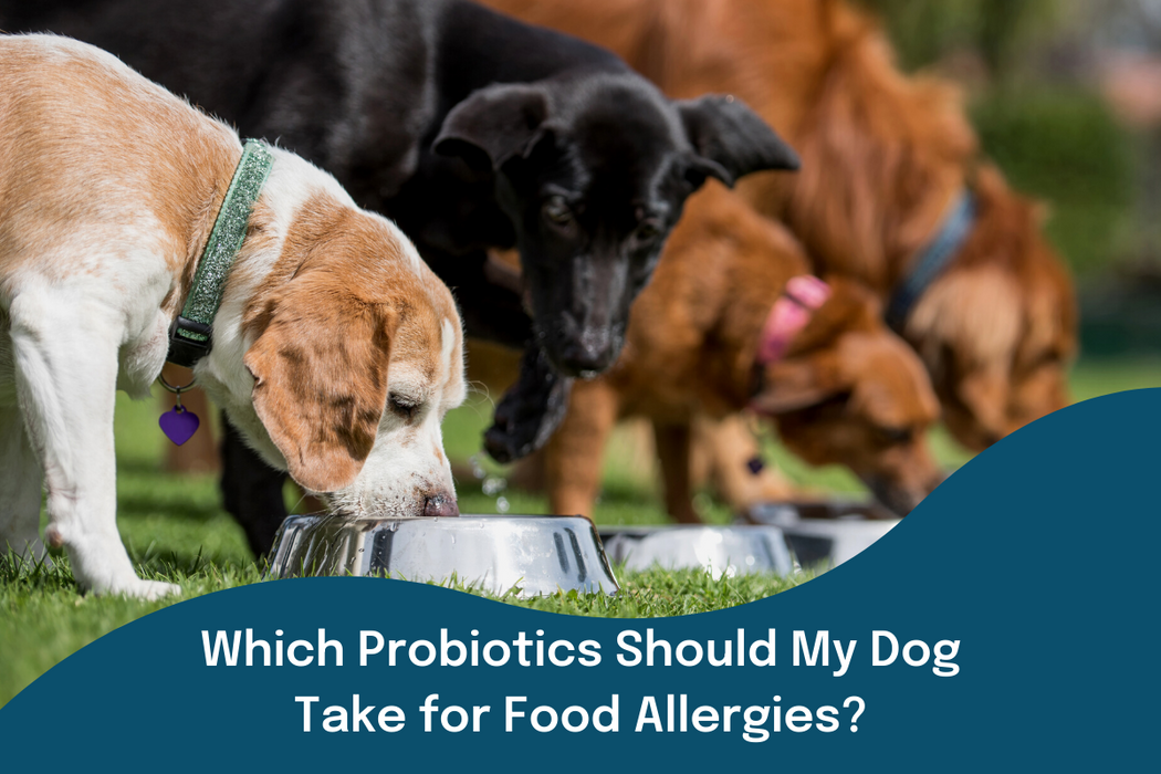 Which Probiotics Should My Dog Take for Food Allergies?