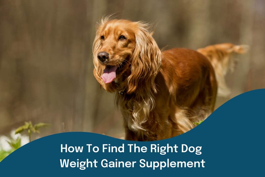 How To Find The Right Dog Weight Gainer Supplement