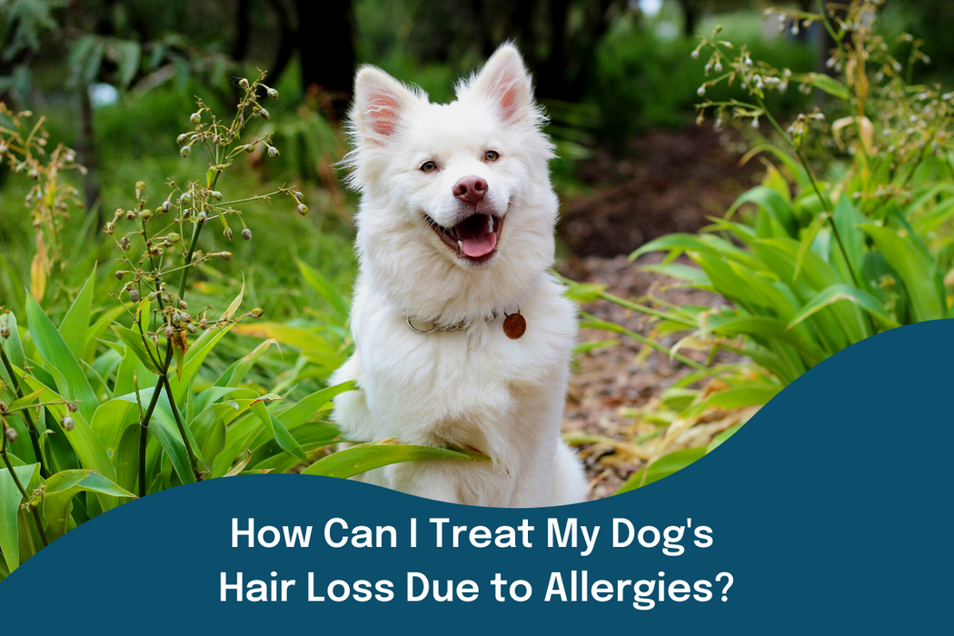 How Can I Treat My Dog's Hair Loss Due to Allergies?