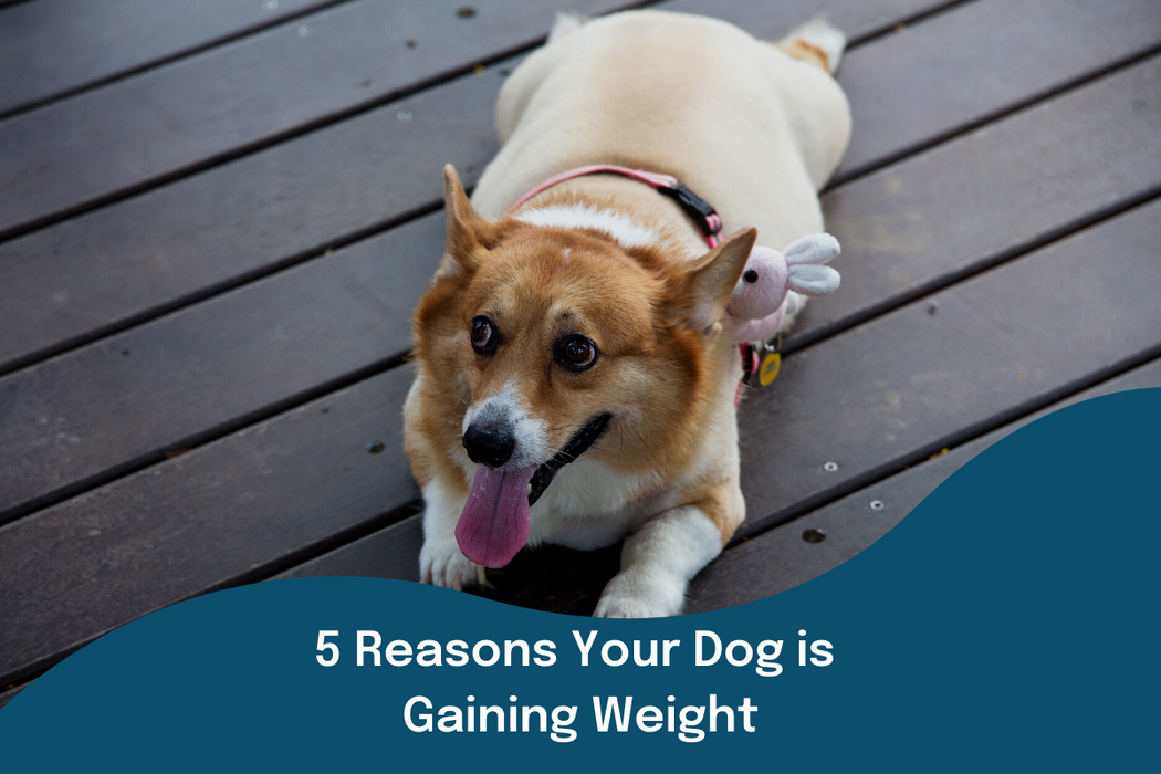 5 Reasons Your Dog is Gaining Weight