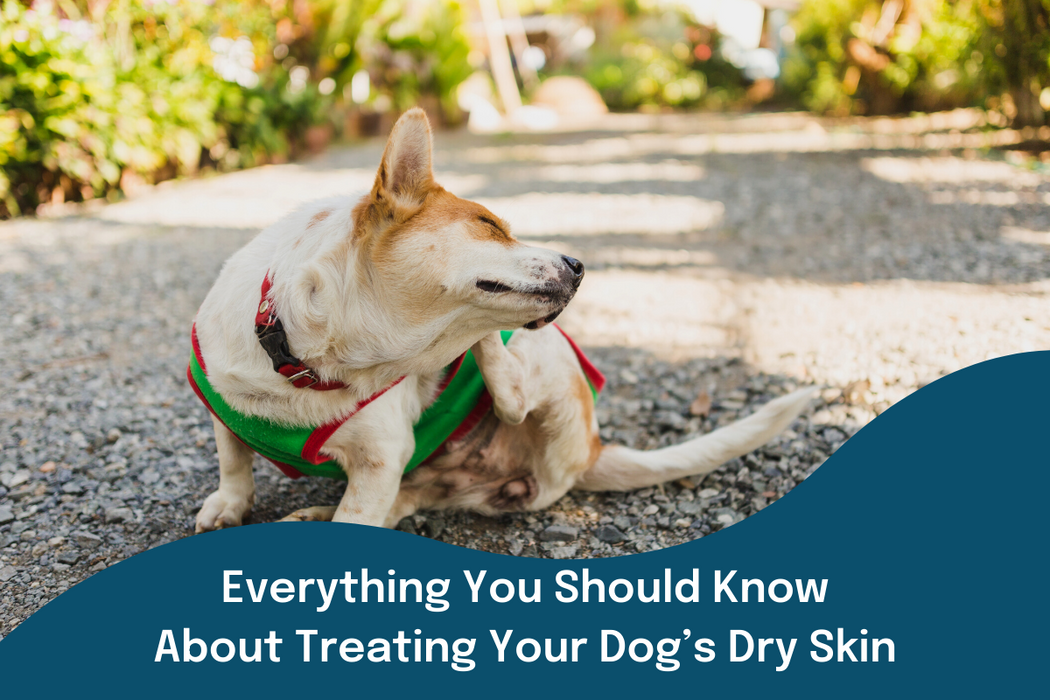 Everything You Need To Know About Treating Your Dog’s Dry Skin