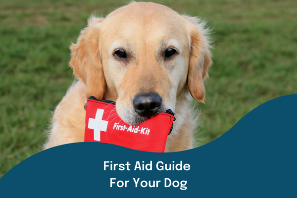 First Aid Guide For Your Dog