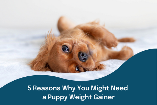 5 Reasons Why You Might Need a Puppy Weight Gainer
