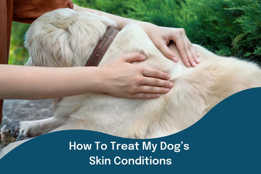 How To Treat My Dog’s Skin Conditions