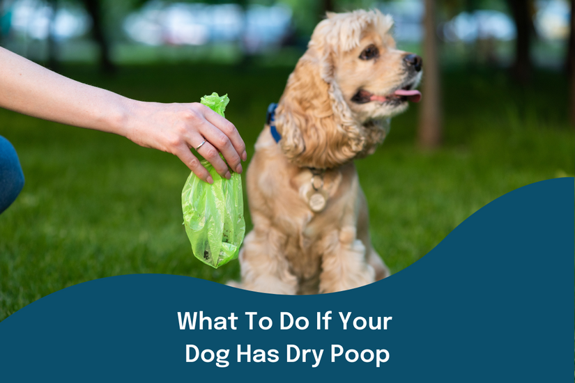 What To Do If Your Dog Has Dry Poop