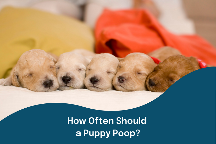 How Often Should Puppy Poop? The First-Time Parents Guide to Puppies