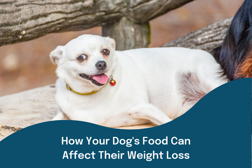 How Your Dog's Food Can Affect Their Weight Loss