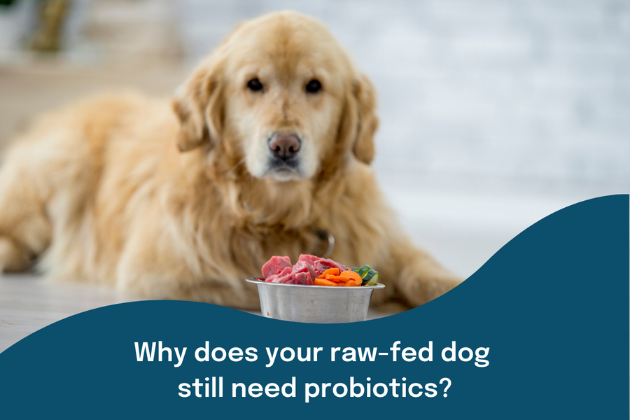 Why does your raw-fed dog still need probiotics?