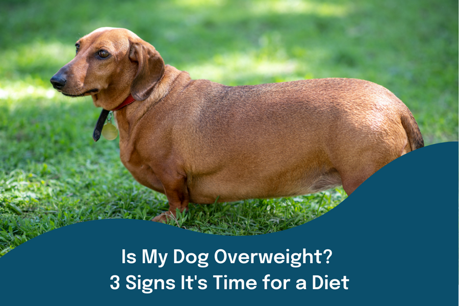 Is My Dog Overweight? 3 Signs It's Time for a Diet