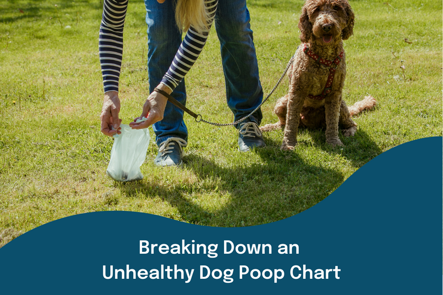 Breaking Down an Unhealthy Dog Poop Chart