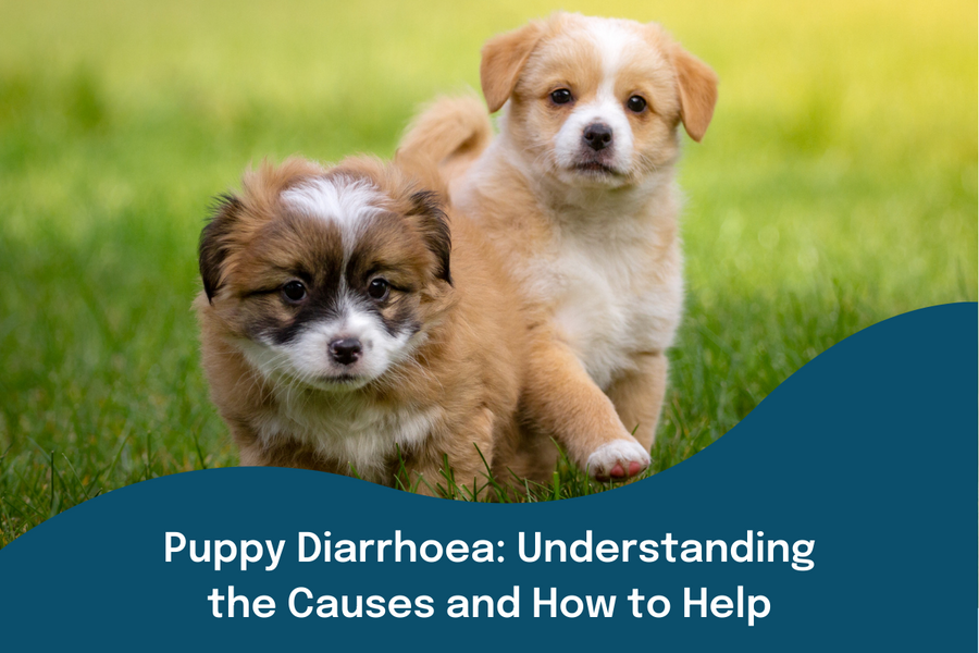Puppy Diarrhoea: Understanding the Causes and How to Help