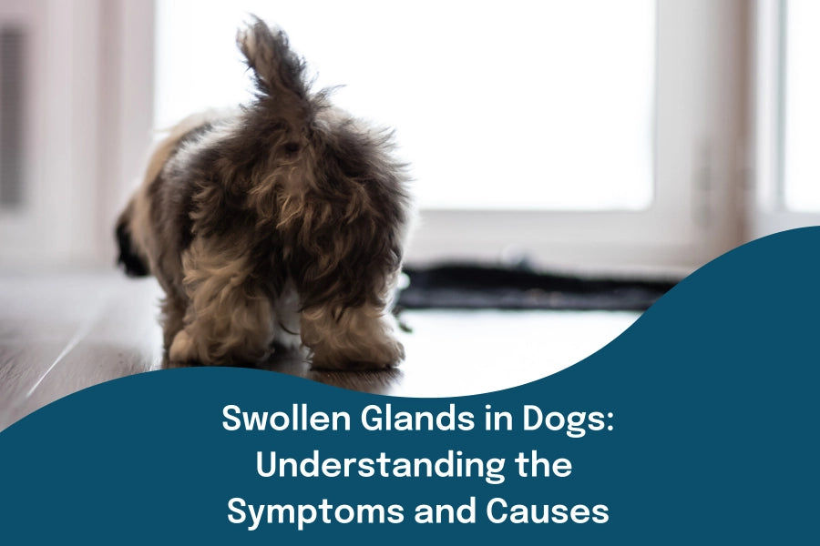 Swollen Glands in Dogs: Understanding the Symptoms and Causes