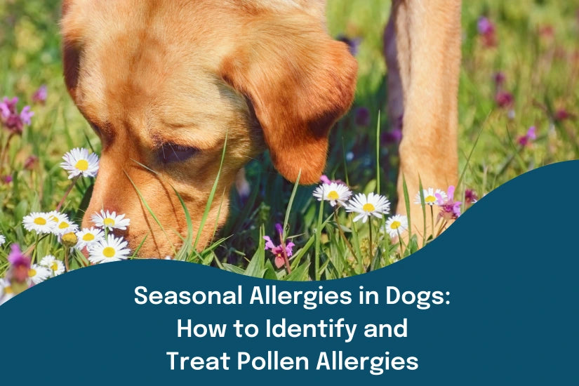 Navigating Seasonal Allergies in Dogs: How to Identify and Treat Polle