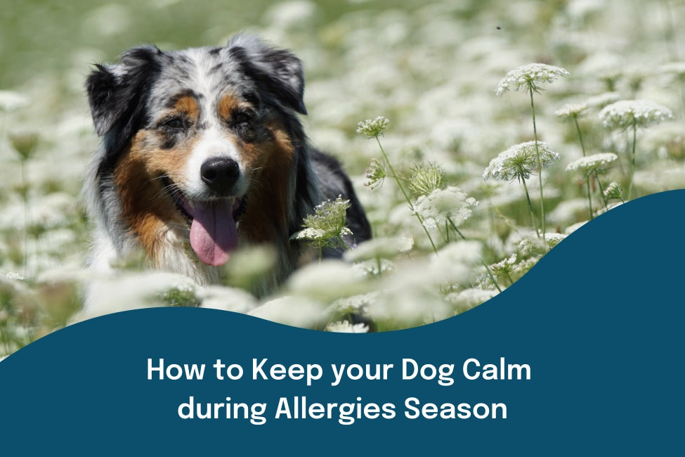 How to keep your dog calm during Allergies Season