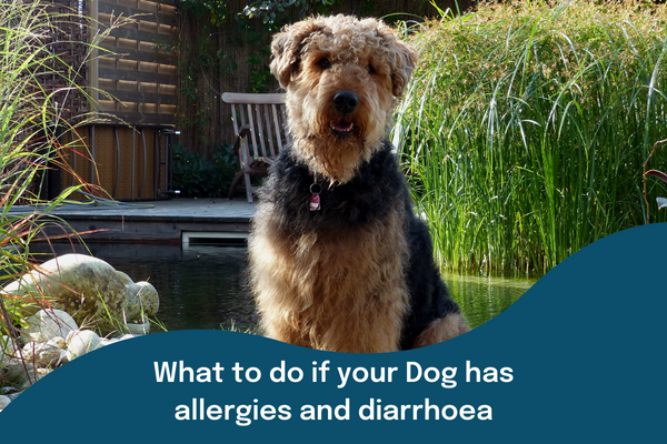 What to do if you Dog has allergies and diarrhoea