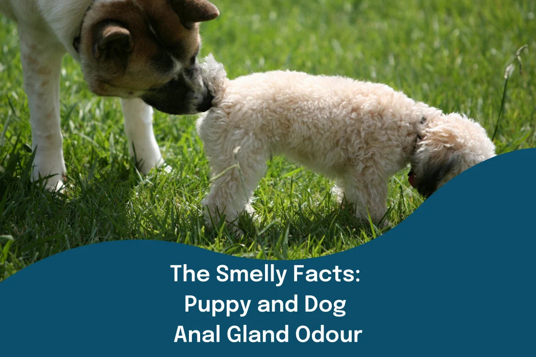 The Smelly Facts: Puppy and Dog Anal Gland Odour | Buddy & Lola