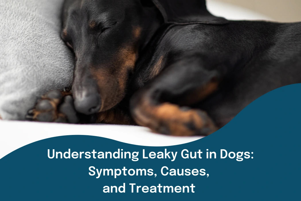 Understanding Leaky Gut in Dogs: Symptoms, Causes, and Treatment