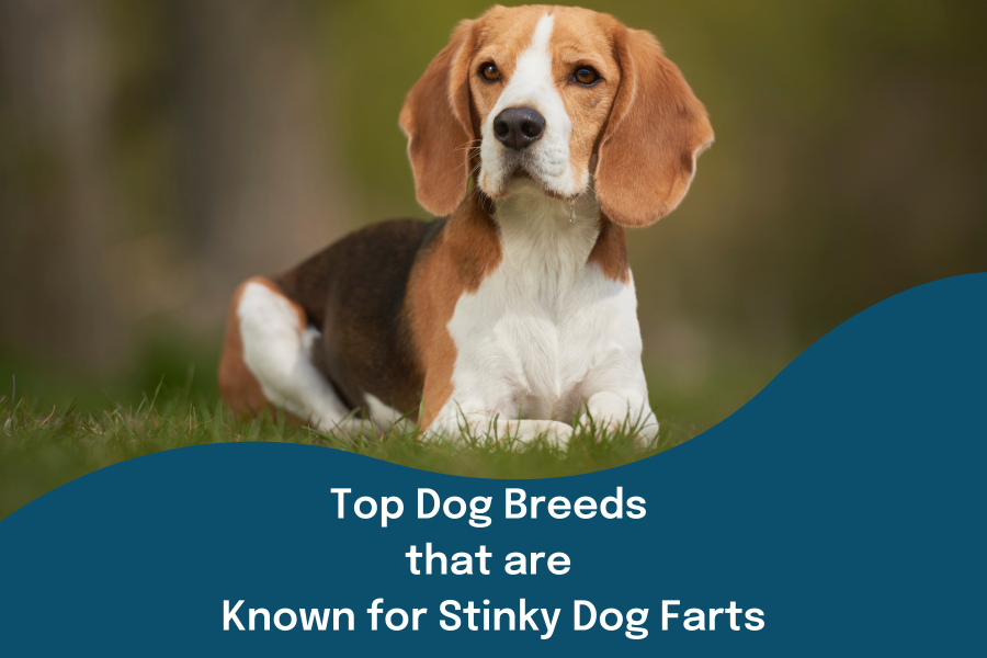 Top Dog Breeds that are Known for Stinky Dog Farts